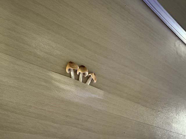 water intrusion from external leaks causing mushrooms to grow inside a motorhome panel